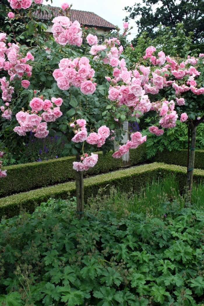 Штамбовая плетистая роза