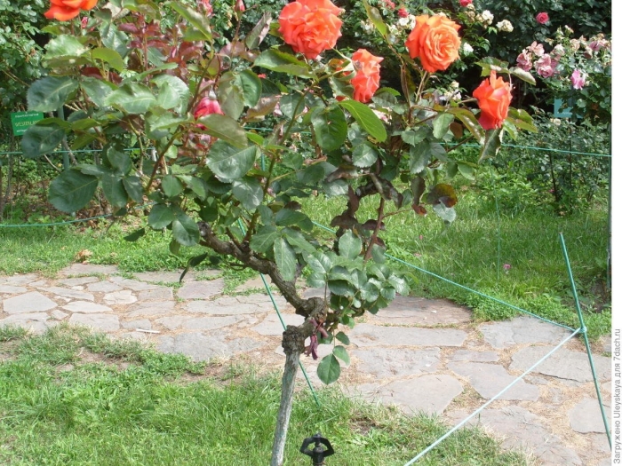 Опора для штамбовой розы