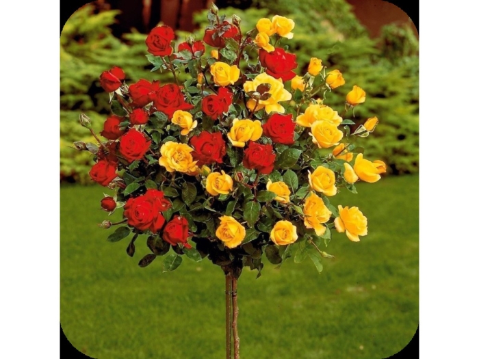 Роза штамбовая шарлотта