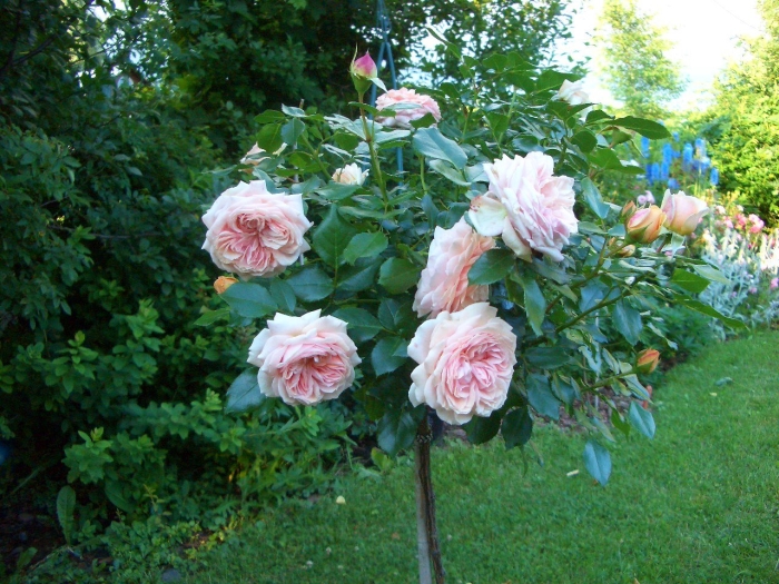 Роза лакре (rosa &#96;lacre&#96;)