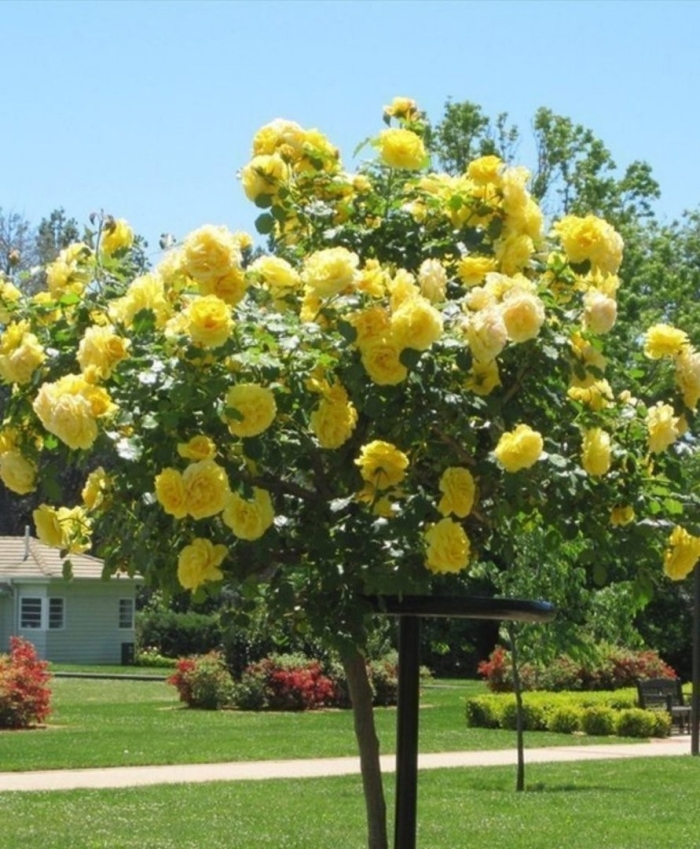 Роза штамбовая голден селебрейшен