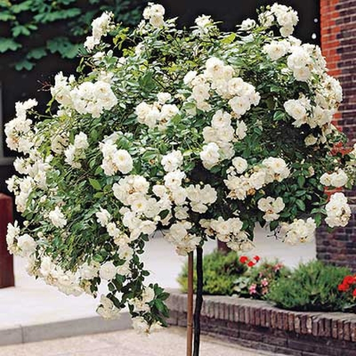 Роза штамбовая айсберг