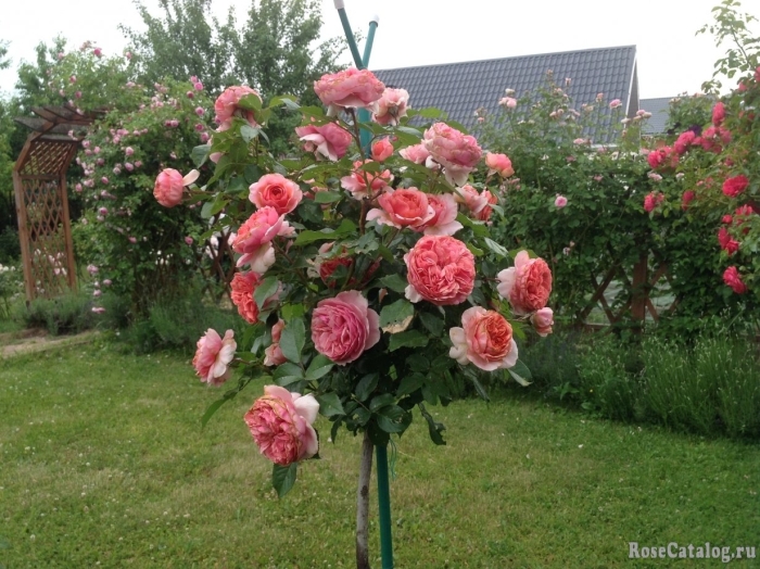 Роза чиппендейл компаньоны