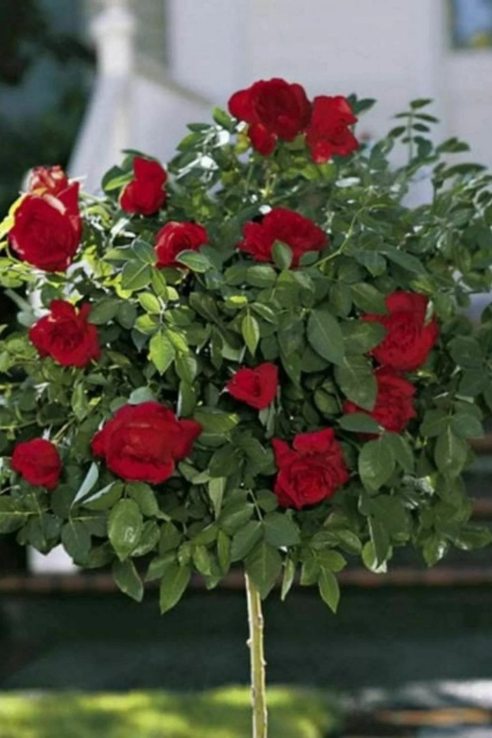 Штамбовая роза