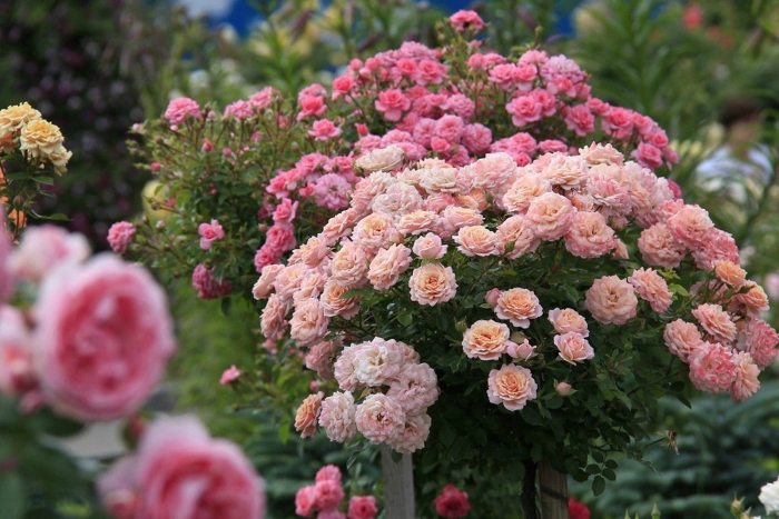 Роза боника на штамбе