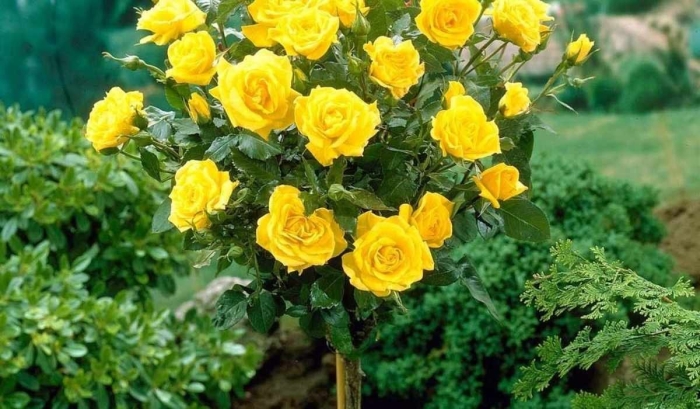 Роза чайно гибридная керио