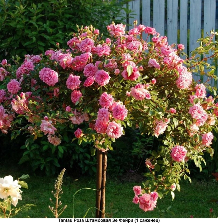 Штамбовая роза  зе фейри