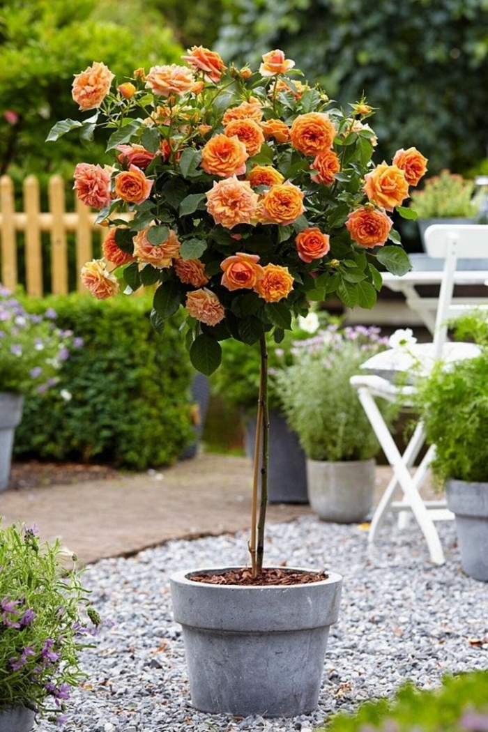 Роза штамбовая