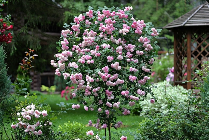 Штамбовая роза  жасмина