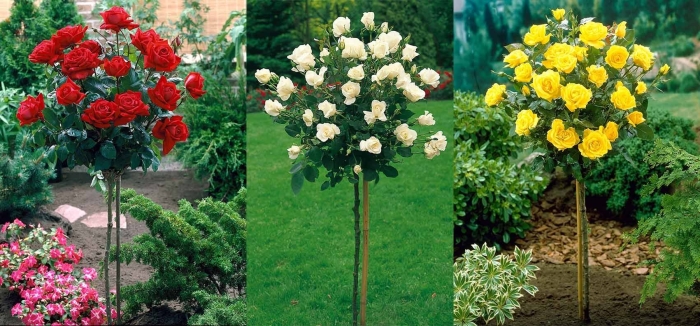 Штамбовая роза