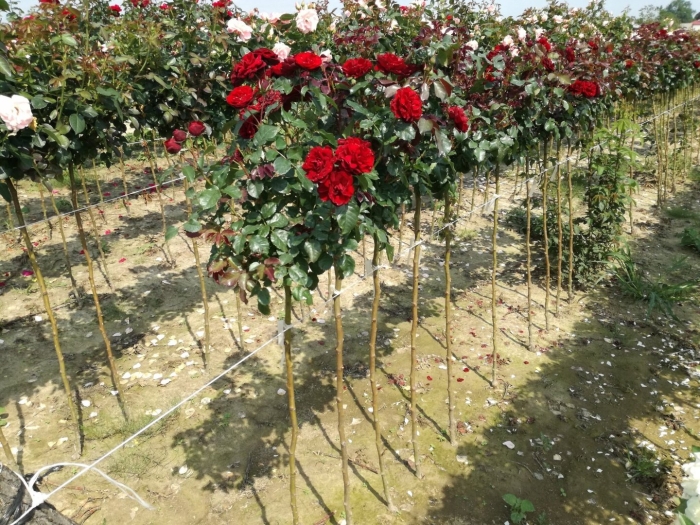 Штамбовая роза красная