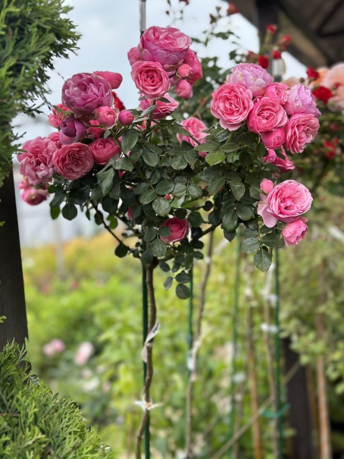 Роза леонардо да винчи на штамбе