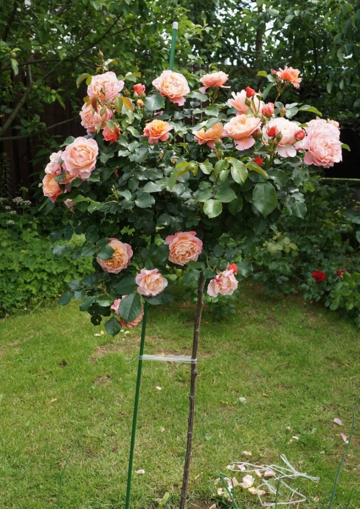 Роза мари кюри на штамбе