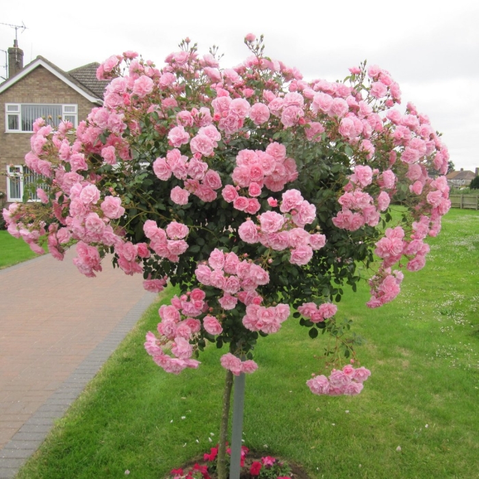 Гортензия розариум ютерсен