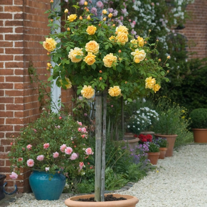 Штамб голден селебрейшен