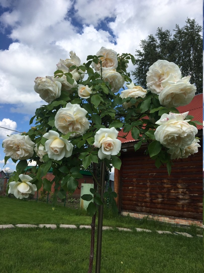 Шнеевальцер роза плетистая