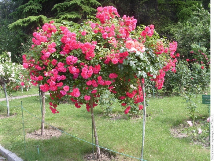 Штамбовая роза friesia