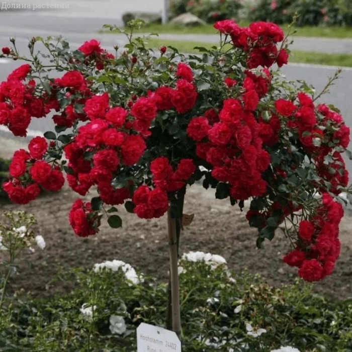 Штамбовая роза ред каскад