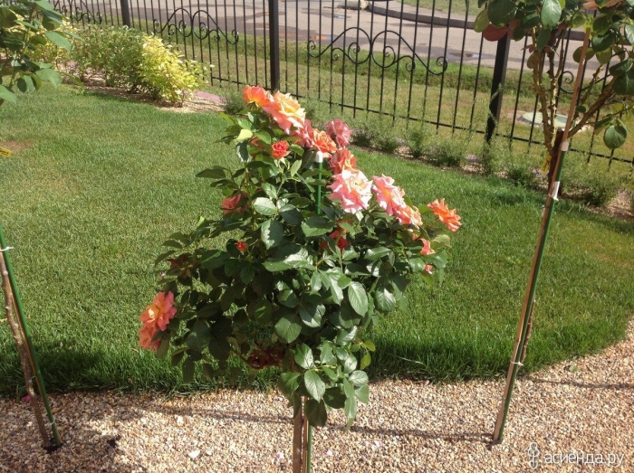 Роза штамбовая прайд