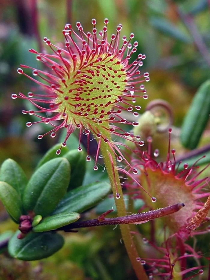 Растение росянка круглолистная