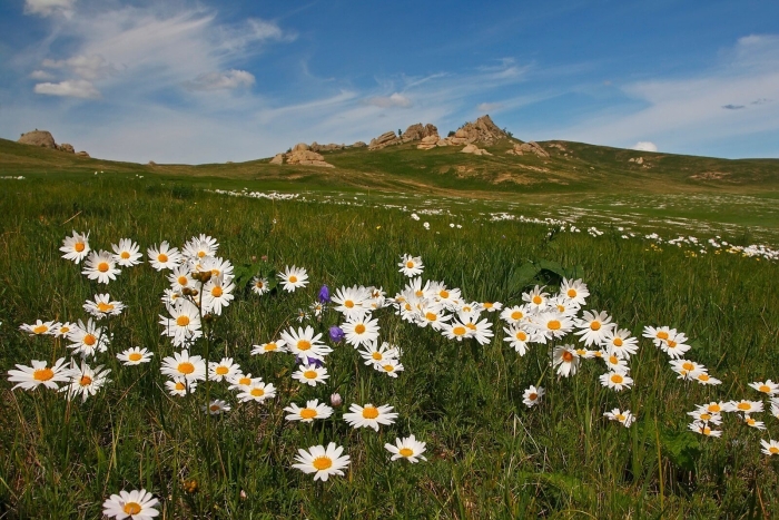 Байдарская долина крым ромашки