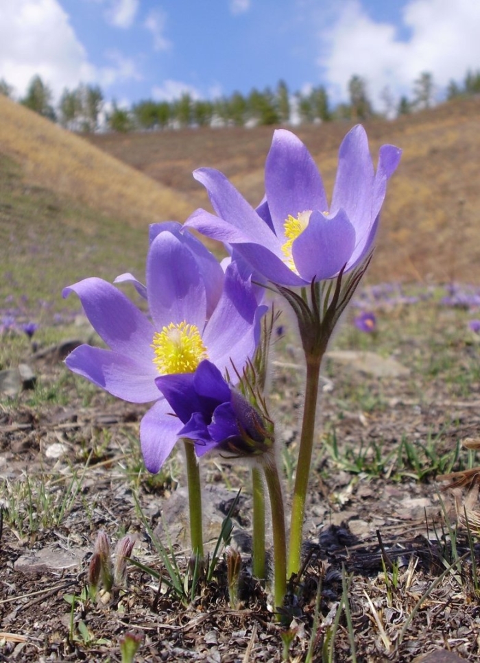 Подснежник сибирский прострел