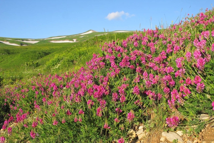 Даурский заповедник забайкальского края