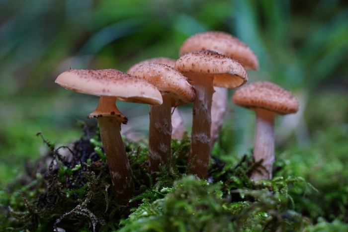 Опёнок осенний (armillaria mellea)