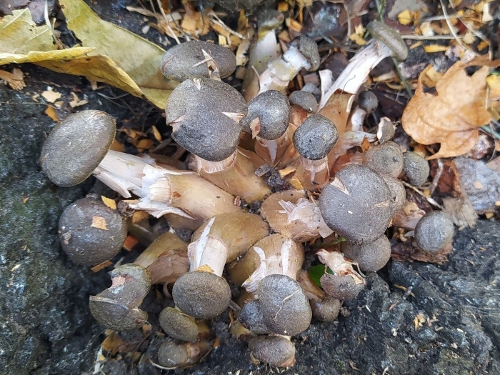 Осенние опята