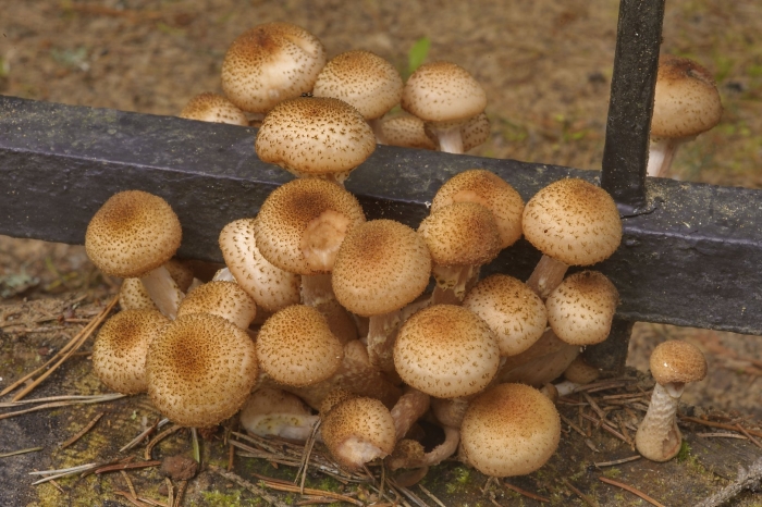 Опенок королевский