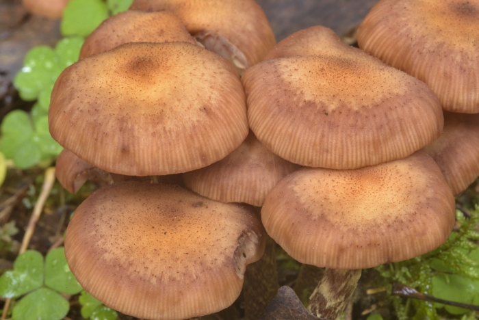 Опёнок луковичноногий (armillaria cepistipes)