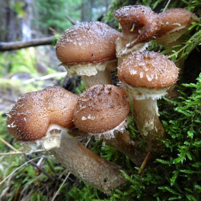 Опенок северный