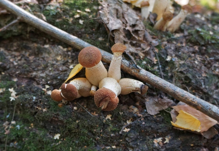 Гриб опёнок осенний