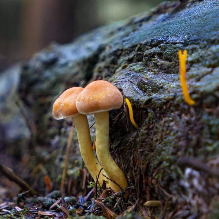 Ложноопёнок серно-жёлтый