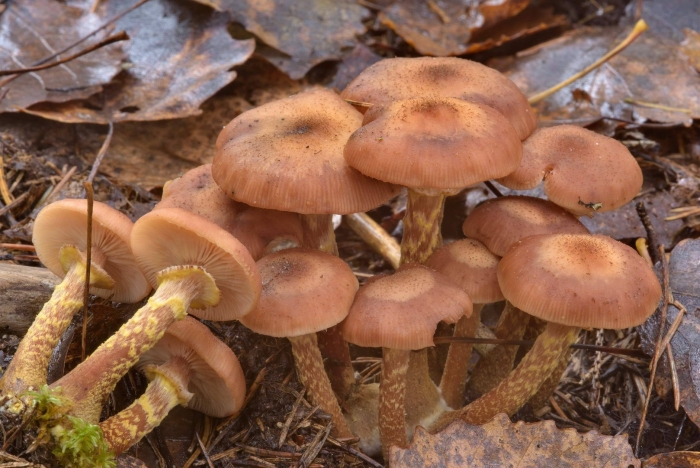 Опёнок осенний толстоногий