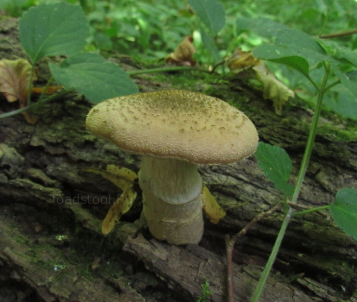 Шампиньон августовский agaricus augustus