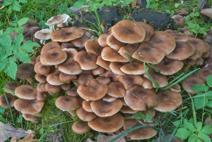 Ложная опята