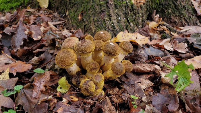 Armillaria gallica