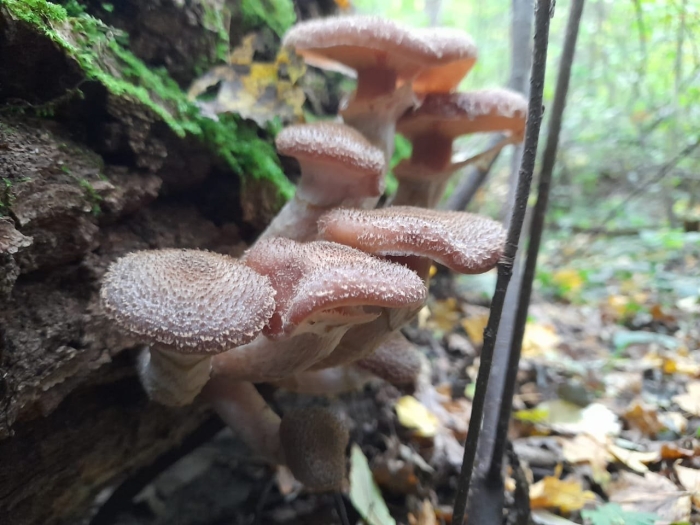 Опята в лесу