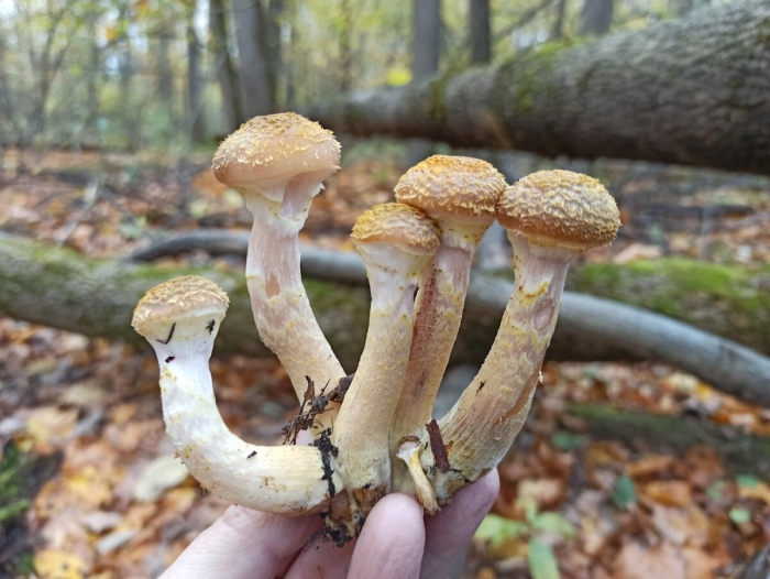 Опята галлика