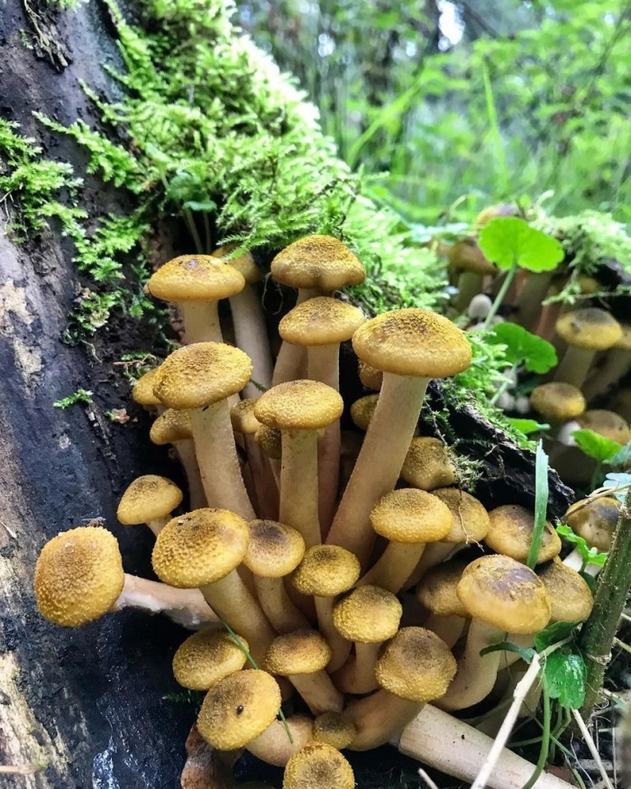 Опенок гриб