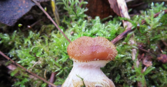 Гриб паутинник браслетчатый