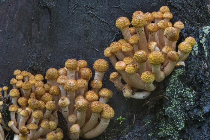 Чешуйчатка золотистая pholiota aurivella