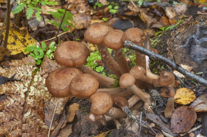 Древесные опята