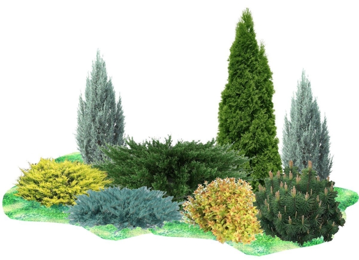 Туя смарагд можжевельник