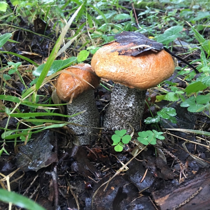 Подосиновики и подберезовики