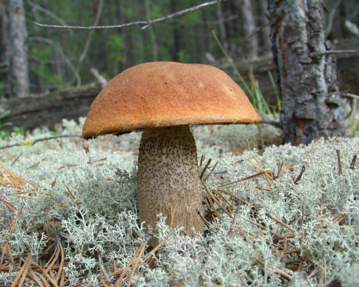 Подосиновик желто бурый