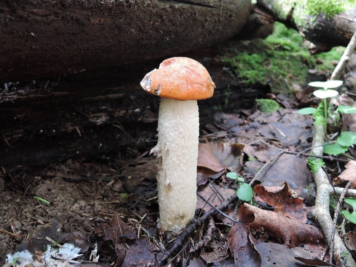 Ложные подосиновики