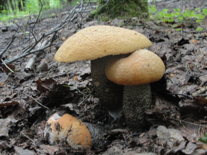 Подосиновик желто бурый