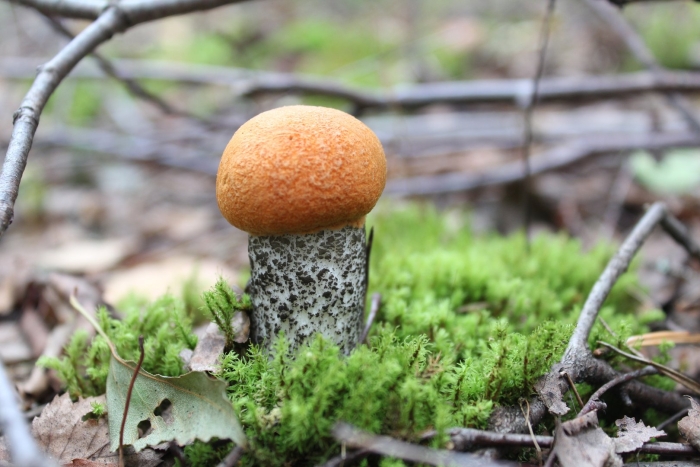 Подосиновик желто бурый